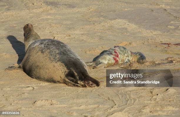 a newly born grey seal pup (halichoerus grypus) lying on the beach near its resting mother at horsey, norfolk, uk. - south east england stock pictures, royalty-free photos & images