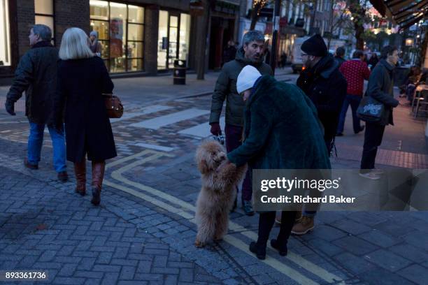 Passer-by fusses over a pet Cockapoo dog in Seven Dials near Covent Garden, on 12th December 2017, in London England.