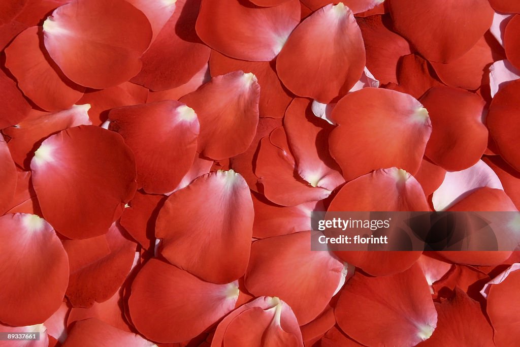 Rote Rosenblüten