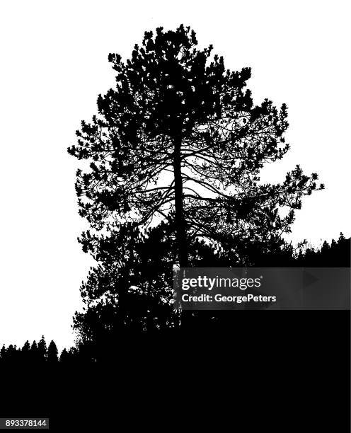 stockillustraties, clipart, cartoons en iconen met silhouet illustratie van een grote rode pijnboom - red pine