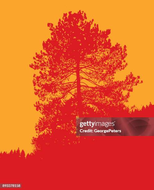 stockillustraties, clipart, cartoons en iconen met kleurrijke silhouet illustratie van een grote rode pijnboom - red pine