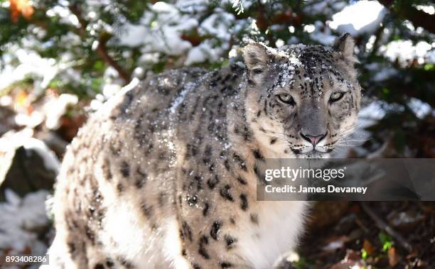 Snow leopard at the Bronx Zoo on December 14, 2017 in New York City.