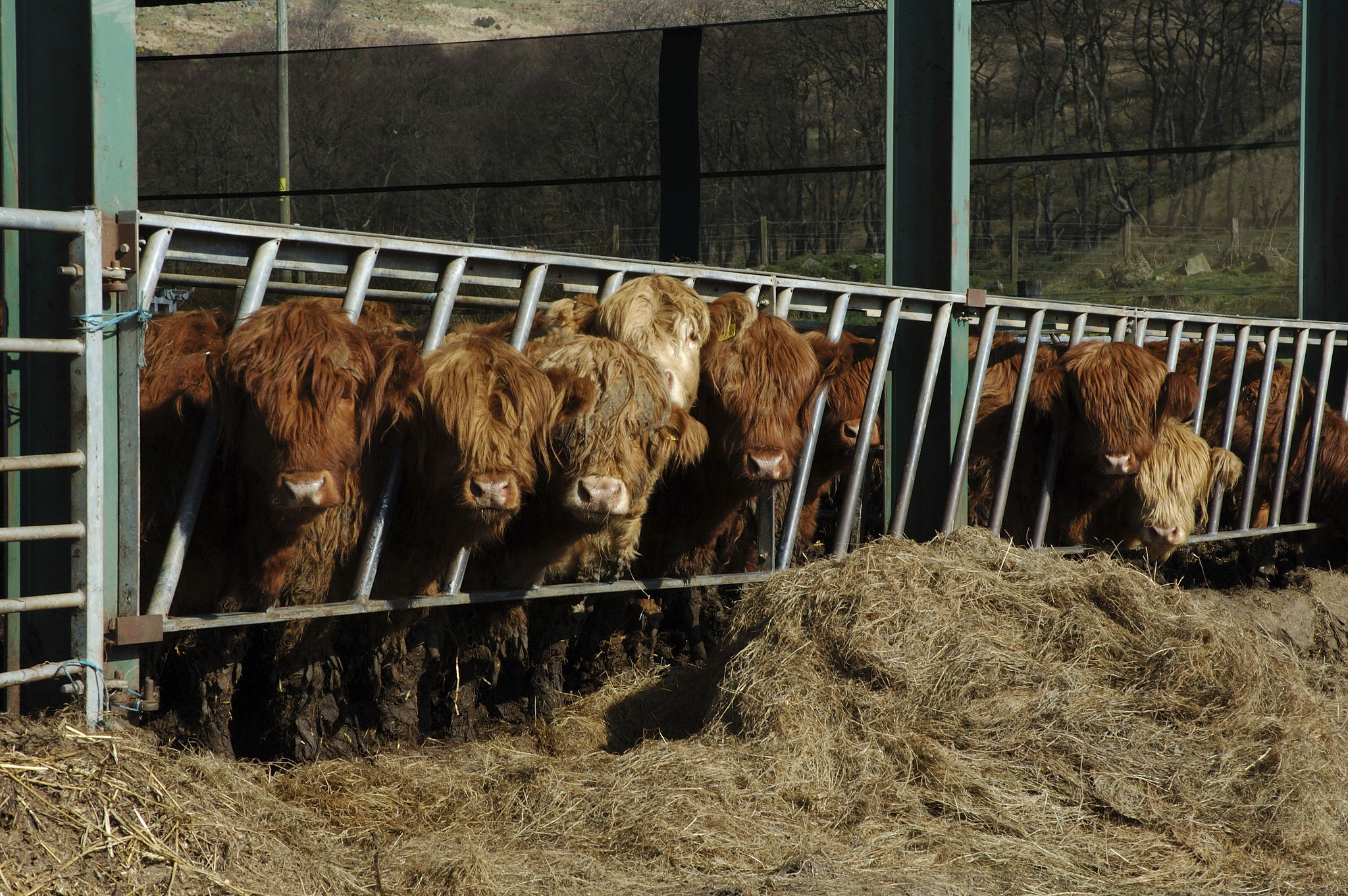 highland cattle breeding