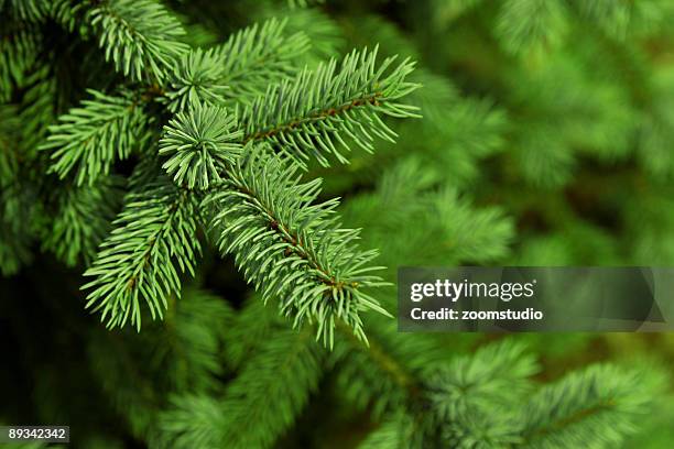 abeto de navidad de fondo - aguja fotografías e imágenes de stock