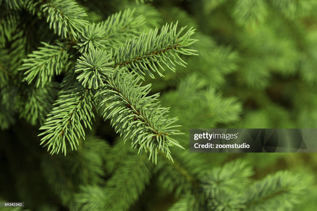 Christmas fir tree background