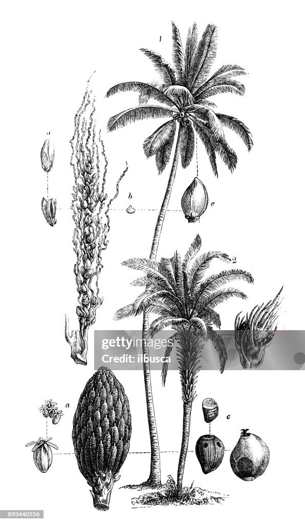 Botanik Pflanzen Antik Gravur Abbildung: Kokospalme (Cocos Nucifera) und Elaeis Guineensis (Afrikanische Ölpalme, Ara-Fett)