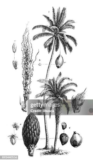 ilustrações de stock, clip art, desenhos animados e ícones de botany plants antique engraving illustration: coconut tree (cocos nucifera) and elaeis guineensis (african oil palm, macaw-fat) - oil palm