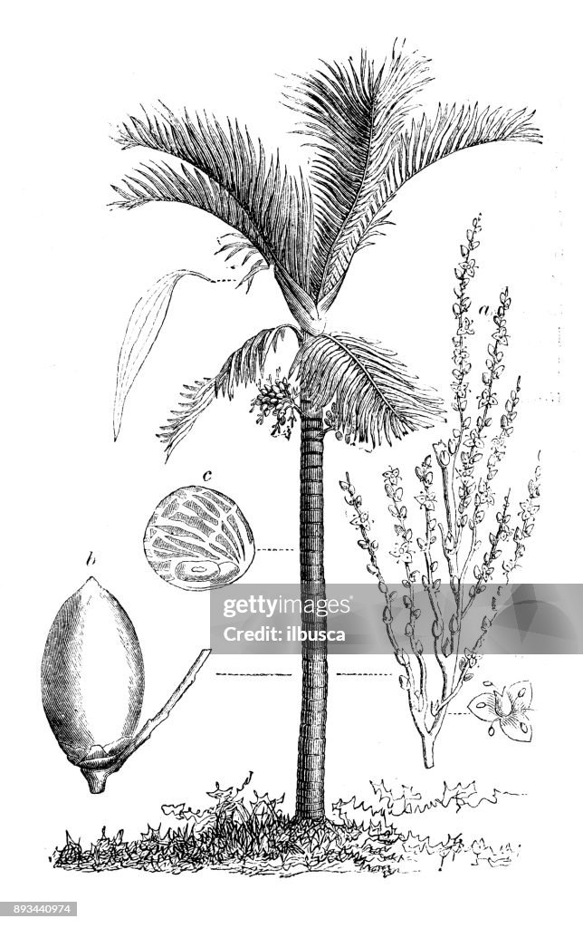 植物植物アンティーク彫刻イラスト: ビンロウ (ビンロウジュの palm、ビンロウジュのパーム、ビンロウ、インドのナット、ピナン パーム)