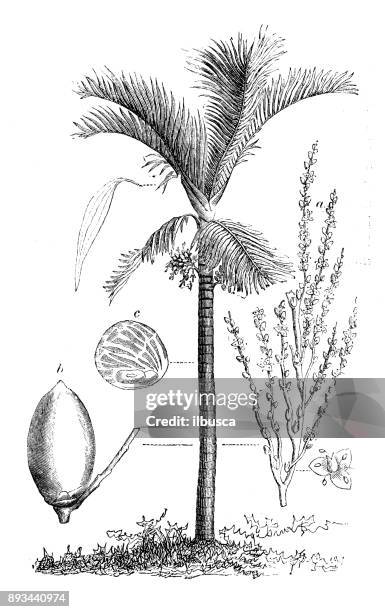 botany plants antique engraving illustration: areca catechu (areca palm, areca nut palm, betel palm, indian nut, pinang palm) - palm tree leaf stock illustrations