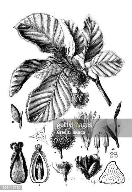 botany plants antique engraving illustration: fagus sylvatica (beech) - beech tree stock illustrations