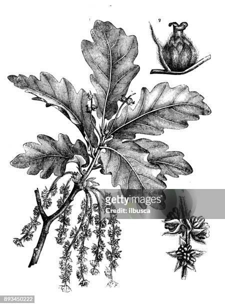 ilustraciones, imágenes clip art, dibujos animados e iconos de stock de botánica plantas antigua ilustración de grabado: quercus robur (roble común, roble común, roble europeo, roble) - oak leaf