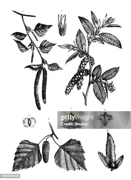 illustrazioni stock, clip art, cartoni animati e icone di tendenza di illustrazione di incisione antica di piante di botanica: betula pendula (betulla argentata, betulla verruca, betulla bianca dell'asia orientale) e carpinus betulus (carpino) - cultura dellasia orientale
