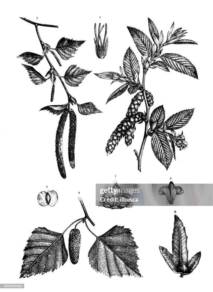 Botany plants antique engraving illustration: Betula pendula (silver birch, warty birch, East Asian white birch) and Carpinus betulus (hornbeam)