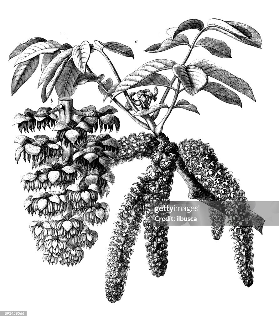 Botany plants antique engraving illustration: Juglans regia (Persian walnut, English walnut, common walnut)