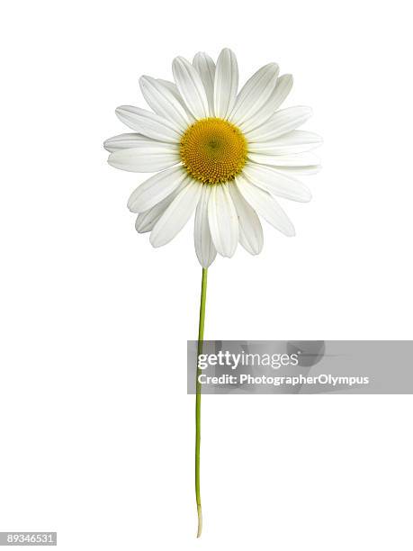 blanco daisy con vástago - chamomile plant fotografías e imágenes de stock
