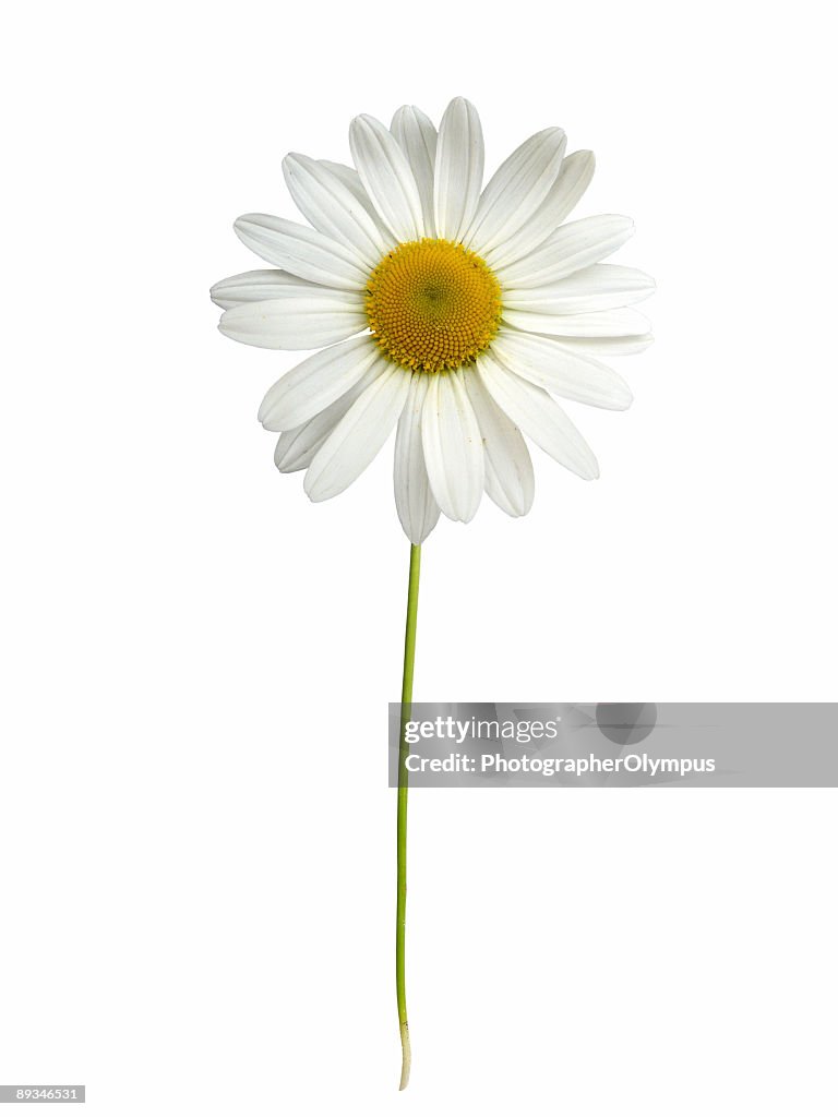 White daisy with stem