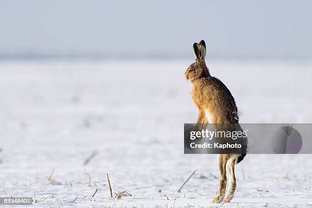 jump - brown hare stockfoto's en -beelden