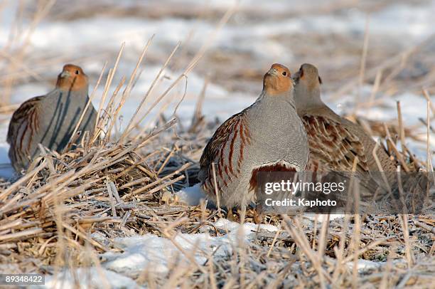 partridge in the snow - perdix stock pictures, royalty-free photos & images