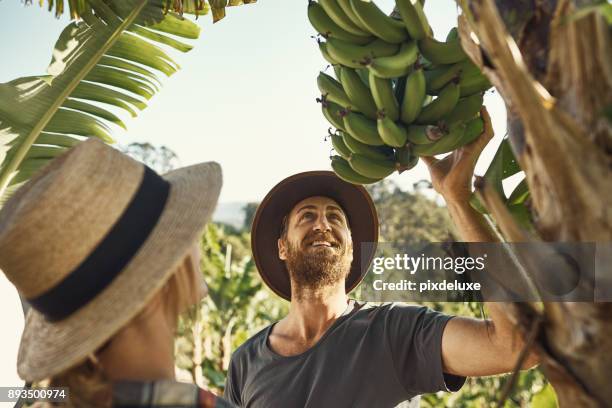 wij houden van een goede banaan boom leven - banana tree stockfoto's en -beelden