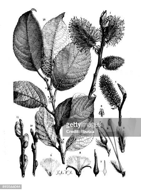 botanik pflanzen antik gravur abbildung: salix caprea (ziege weiden, pussy weide, große caesar) - goat rots stock-grafiken, -clipart, -cartoons und -symbole
