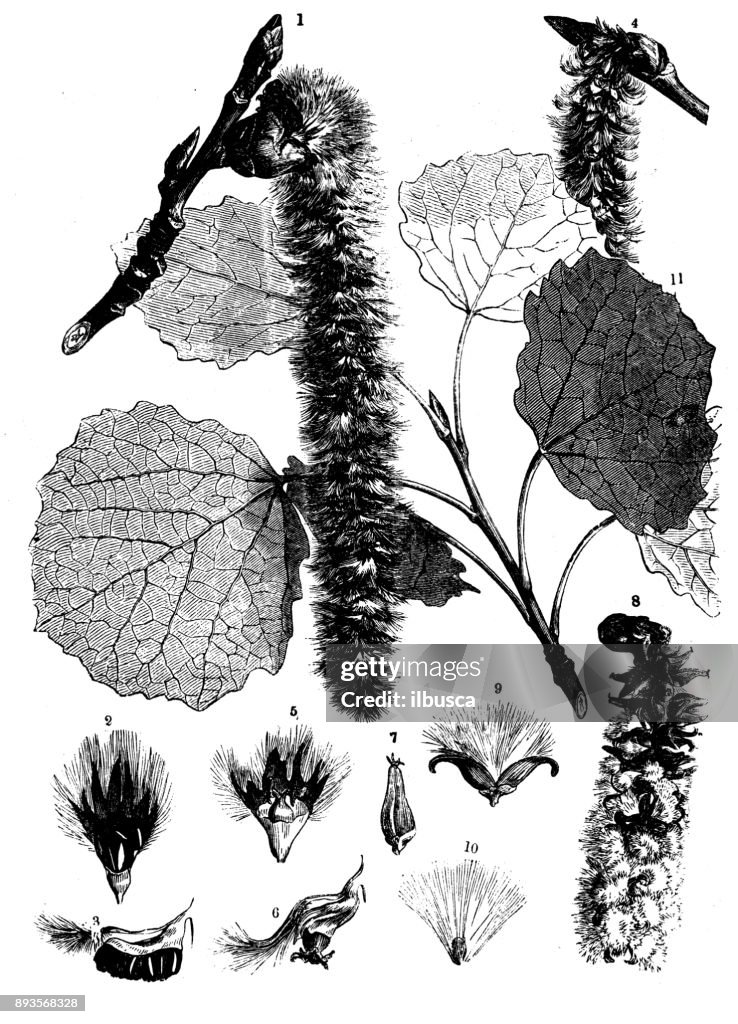 Botany plants antique engraving illustration: Populus tremula (aspen, common aspen, Eurasian aspen, European aspen, quaking aspen)