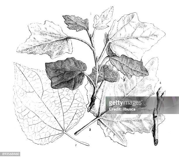 Aspen Tree High Res Illustrations - Getty Images