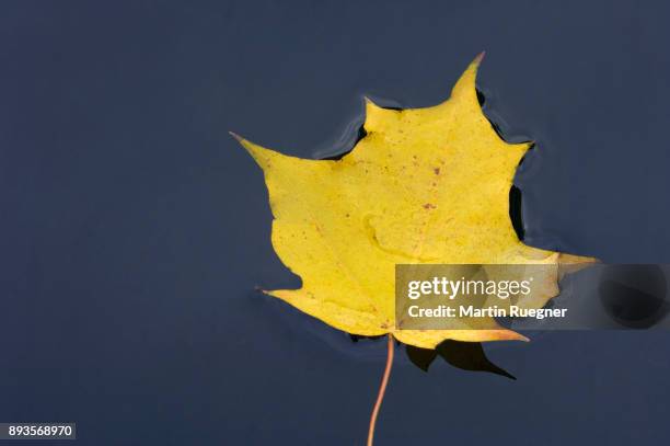 atumn leaves of norway maple (acer platanoides) swimming on water. bavaria, germany, europe. - acer platanoides stock-fotos und bilder