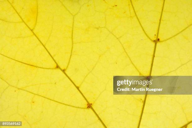 close up from autumn leaf of norway mable (acer platanoides). bavaria, germany, europe. - acer platanoides stock-fotos und bilder