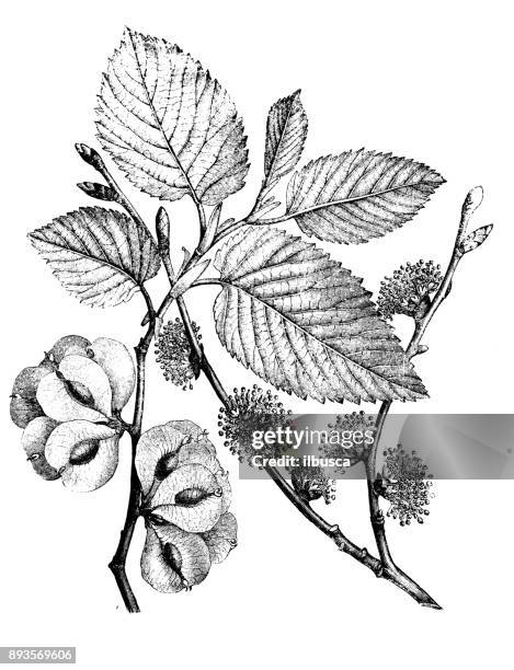 botany plants antique engraving illustration: ulmus minor (field elm) - elm tree stock illustrations