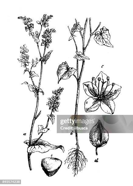 botany plants antique engraving illustration: buckwheat (fagopyrum esculentum) - buckwheat isolated stock illustrations