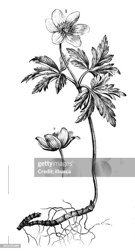 Botany plants antique engraving illustration: Anemone nemorosa (wood anemone, windflower, thimbleweed)