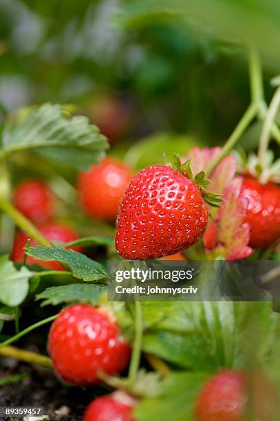 strawberries... - strawberries stockfoto's en -beelden