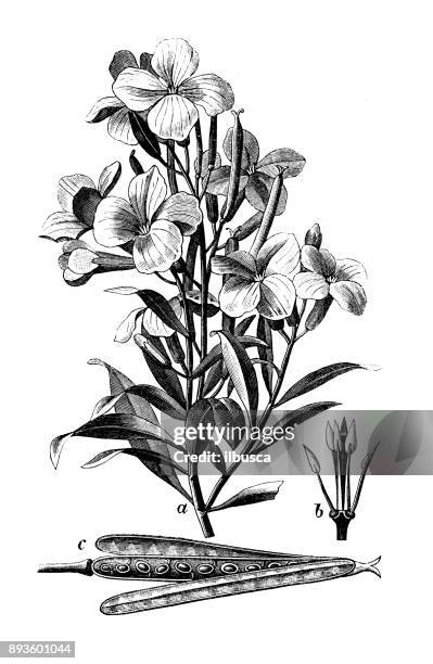 botany plants antique engraving illustration: erysimum cheiri (wallflower) - erysimum cheiri stock illustrations