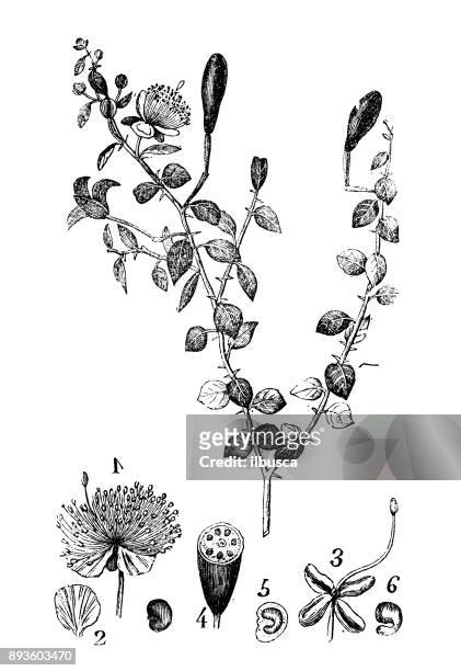 botany plants antique engraving illustration: capparis spinosa (caper bush) - caper stock illustrations