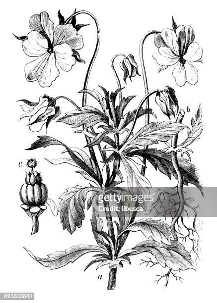 botany plants antique engraving illustration: viola tricolor (pansy) - violales stock illustrations