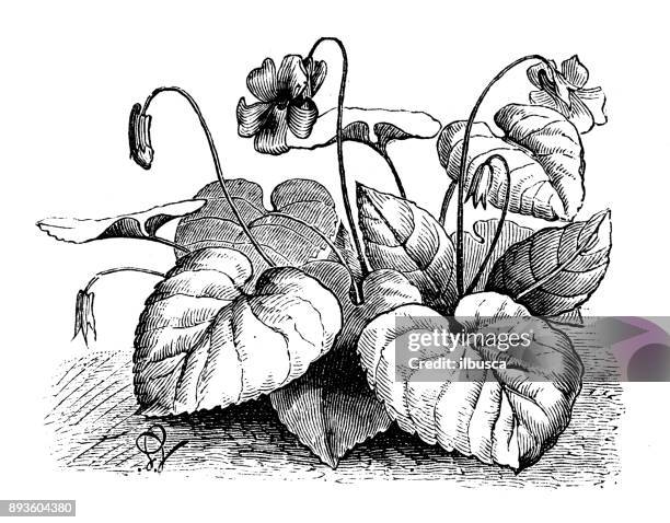 botany plants antique engraving illustration: viola odorata (wood violet, sweet violet) - viola odorata stock illustrations
