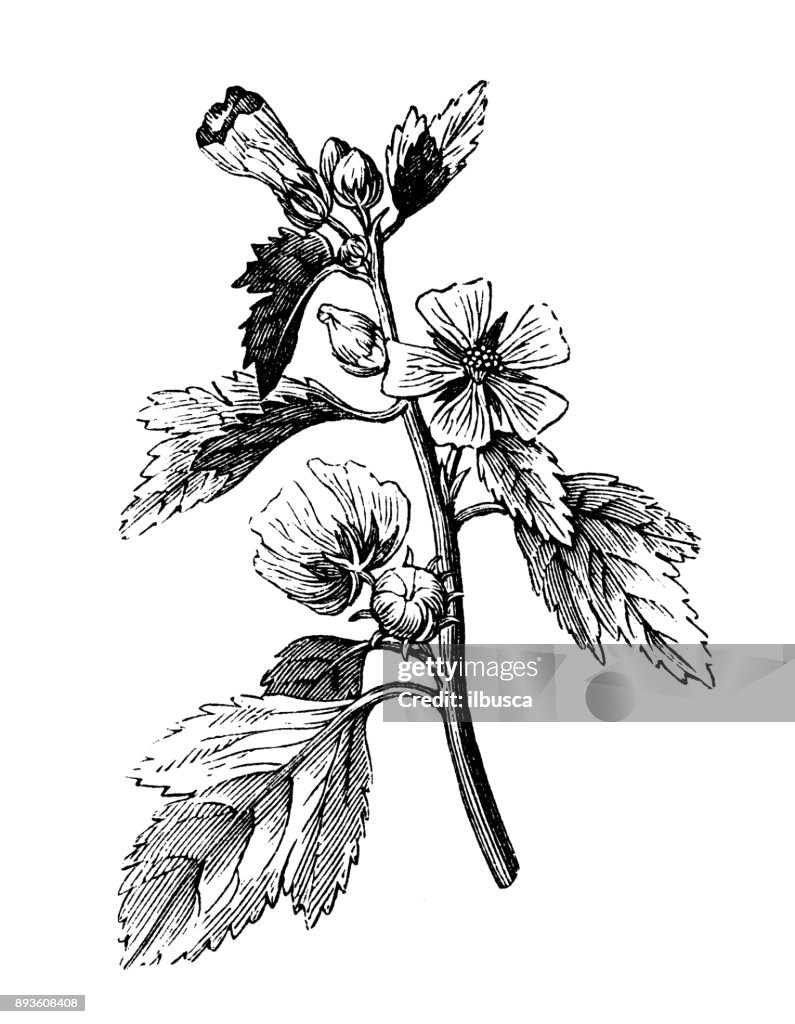 Botanik Pflanzen Antik Gravur Abbildung: Althaia Officinalis (Eibisch, Eibisch)