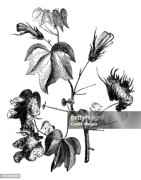 botany plants antique engraving illustration: gossypium herbaceum (levant cotton) - gossypium herbaceum stock illustrations
