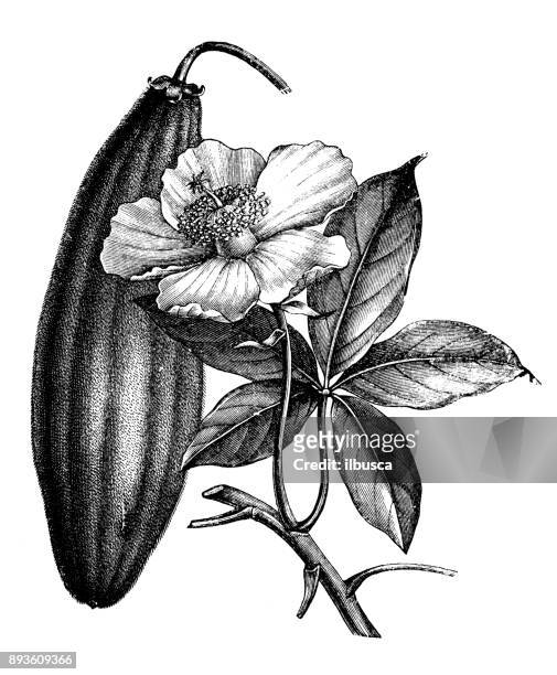 botany plants antique engraving illustration: adansonia digitata (baobab) - baobab tree stock illustrations