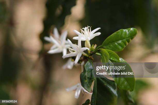 Kaffeepflanze Blüte Kuba Cuba Urlaub Republica de Cuba Republik Kuba Karibik