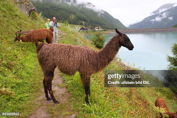 Lamas am Vernagt-Stausee Schnals im Schnalstal Urlaub Sommer Italien Italienische Republik; italienisch Repubblica Italiana Italia / Suedtirol