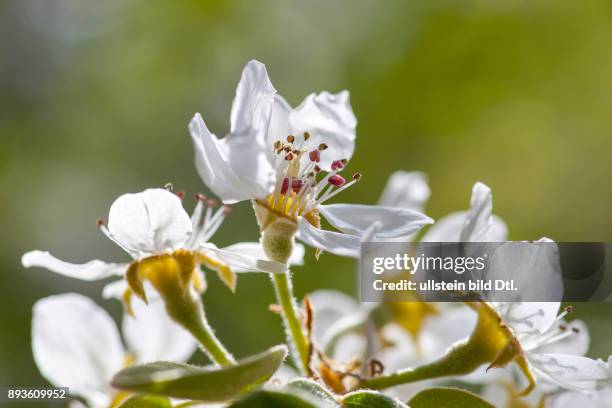 Deutschland/Brandenburg, , Obstblueten an einem Birnenbaum in Brandenburg.