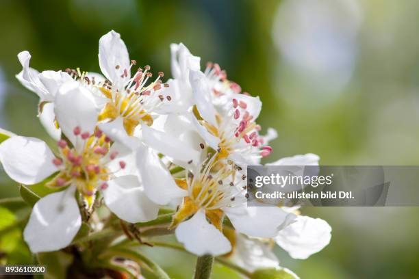 Deutschland/Brandenburg, , Obstblueten an einem Birnenbaum in Brandenburg.