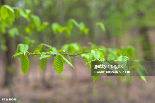 Deutschland/Brandenburg/Steinitz, , Fruehling im Wald - das frische Gruen einer Buche leuchtet in einem Wald nahe Drebkau in der Lausitz.