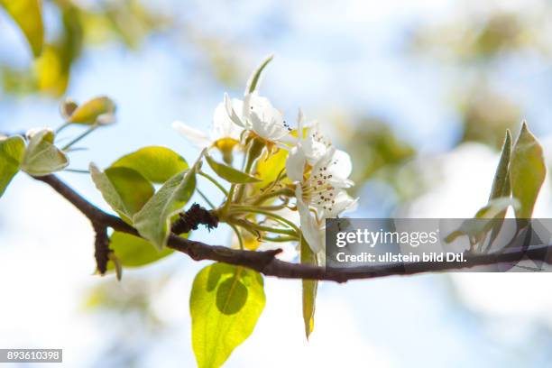 Deutschland/Brandenburg, , Obstblueten an einem Birnenbaum in Brandenburg.