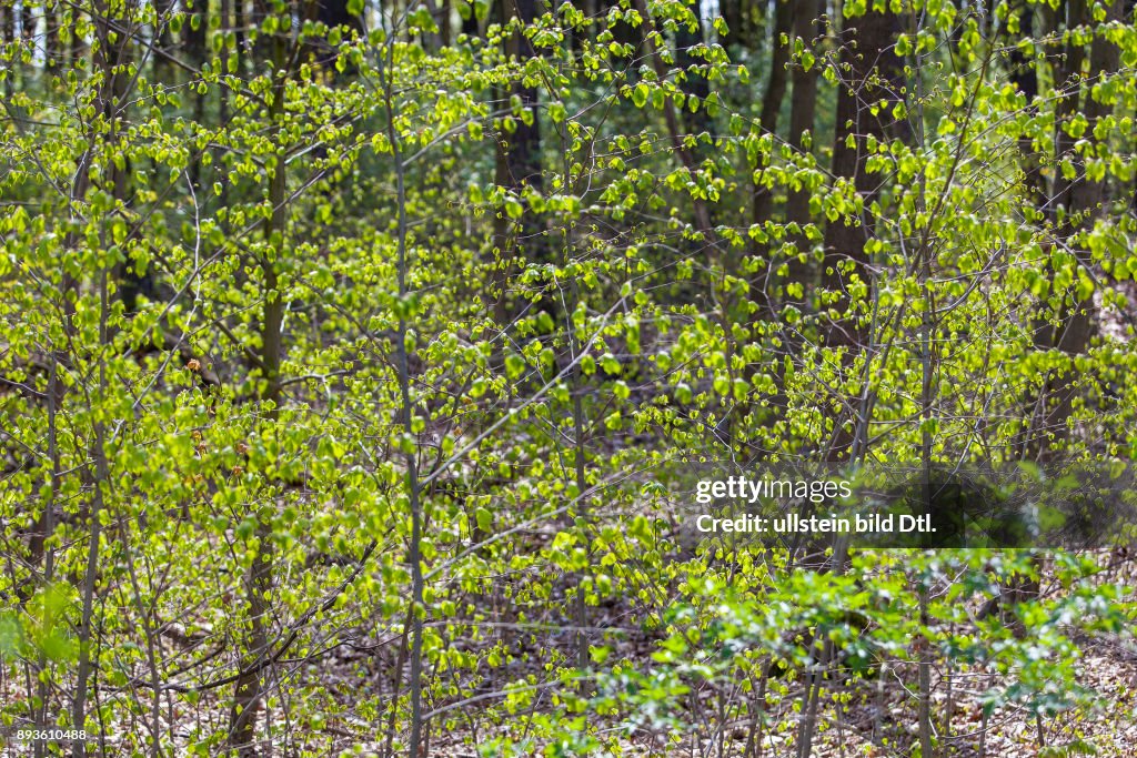 Fruehling im Wald