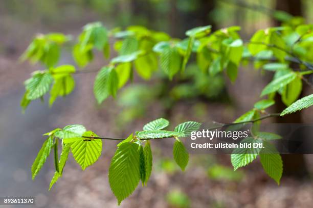 Deutschland/Brandenburg/Steinitz, , Fruehling im Wald - das frische Gruen einer Buche leuchtet in einem Wald nahe Drebkau in der Lausitz.