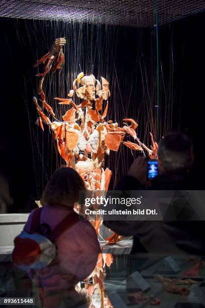 Deutschland/Sachsen/Dresden, , Koerperwelten-Ausstellung in Dresden; Ein Ganzkoerperpraeparat ist in der Koerperwelten-Ausstellung in Dresden zu...