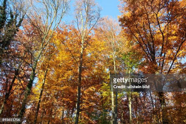 Herbst Laub Blätter Unser Wald Unter Buchen - gesehen im Ith/Weserbergland