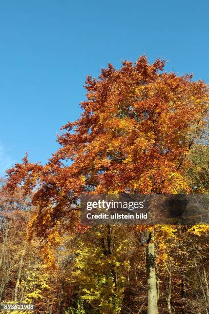 Herbst Laub Blätter Unser Wald Unter Buchen - gesehen im Ith/Weserbergland